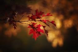 Endometriosi e sintomi premenopausali: fondamentale una visione clinica d'insieme